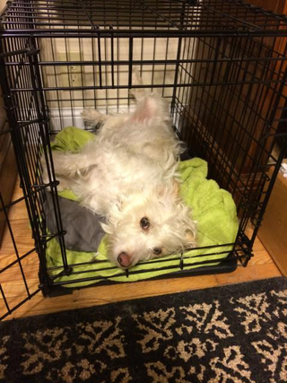 Illustration for article titled Things my dog has "buried" in my laundry basket